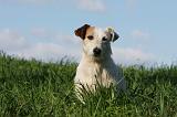 JACK RUSSEL 037